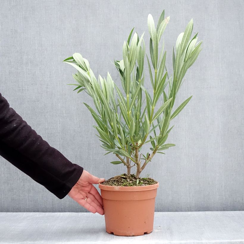 Nerium oleander Marie Gambetta 3L/4L pot sample as delivered in winter