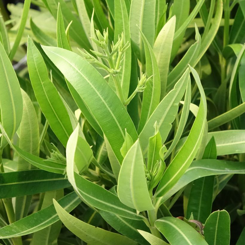 Nerium oleander Marie Gambetta (Foliage)
