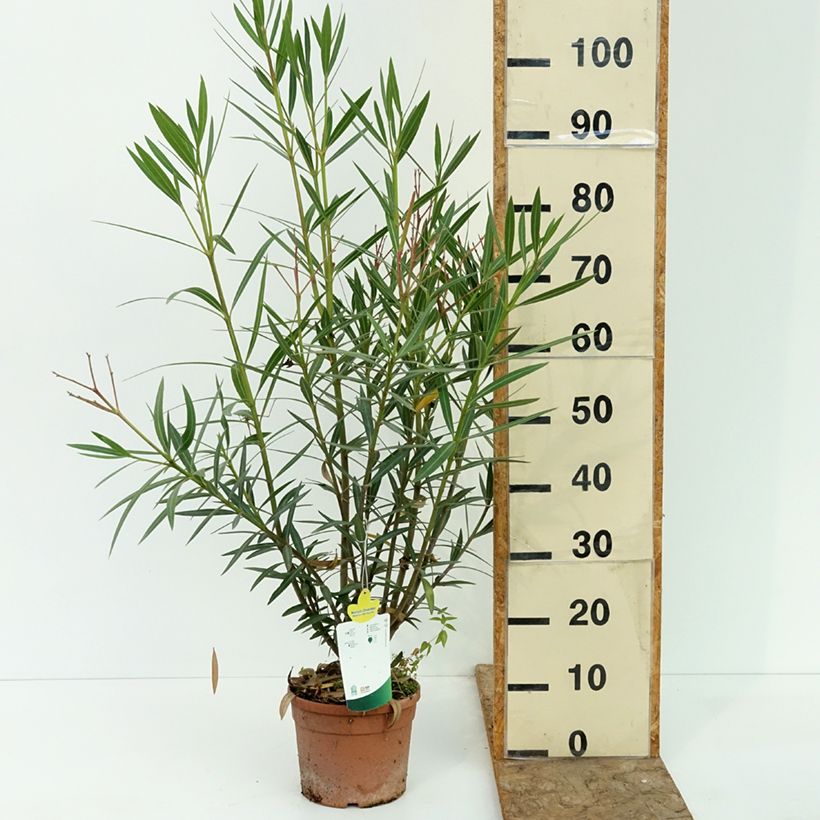 Nerium oleander Maurin des Maures 3L/4L pot sample as delivered in summer