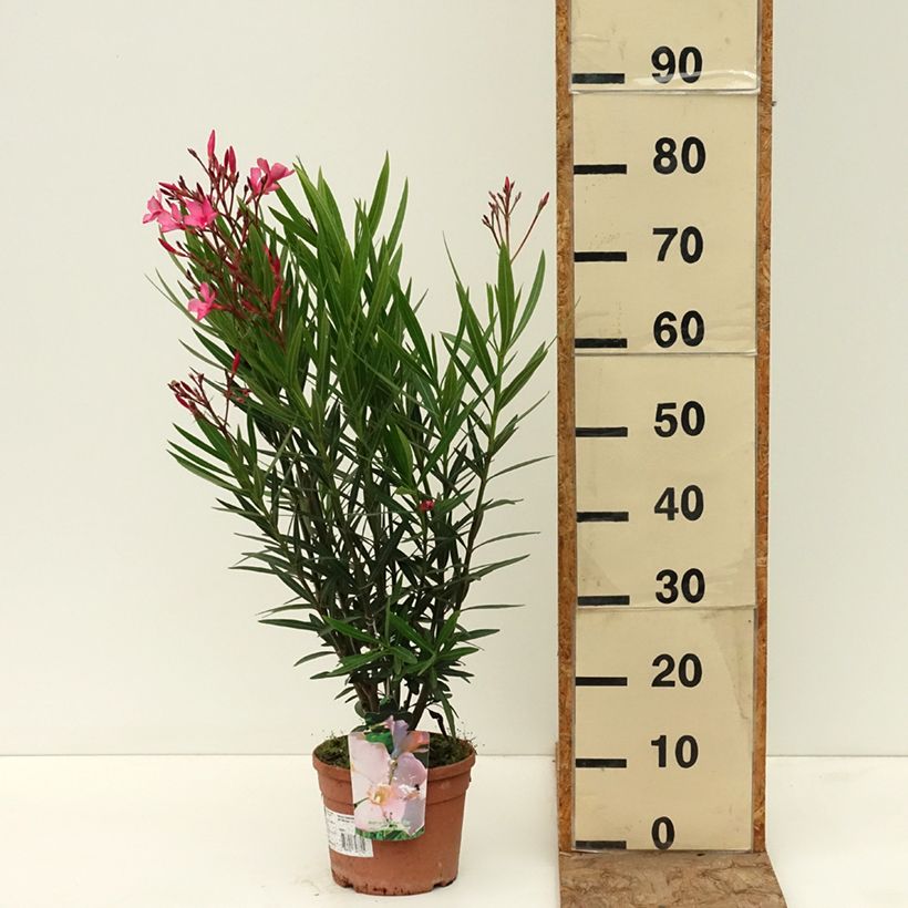 Nerium oleander Maurin des Maures 3L/4L pot sample as delivered in spring