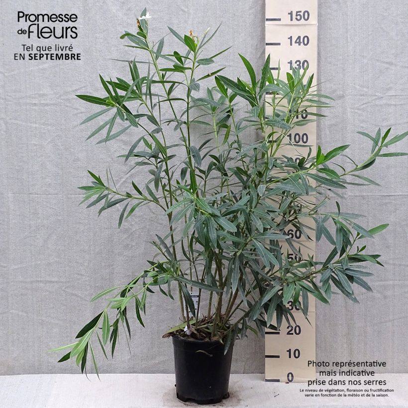 Nerium oleander Blanc 6L/7L pot sample as delivered in autumn