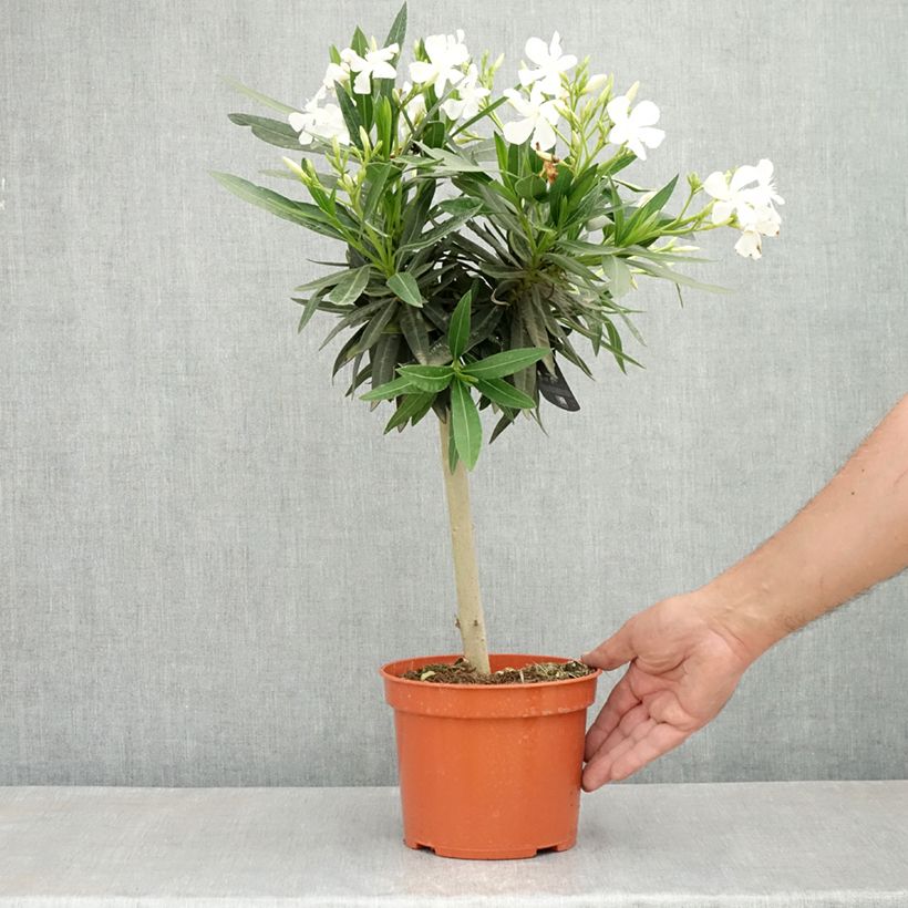 Nerium oleander Blanc 2L/3L pot sample as delivered in spring