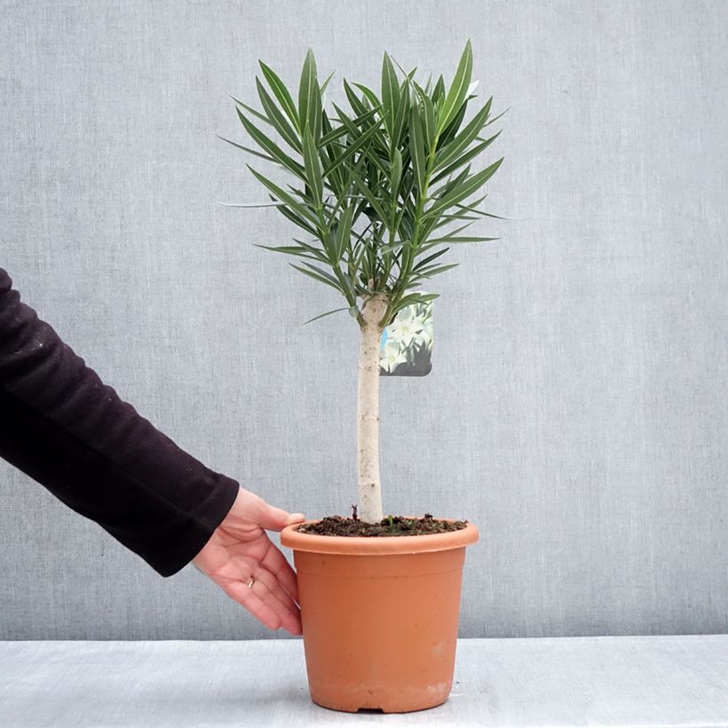 Nerium oleander Blanc 2L/3L pot sample as delivered in winter