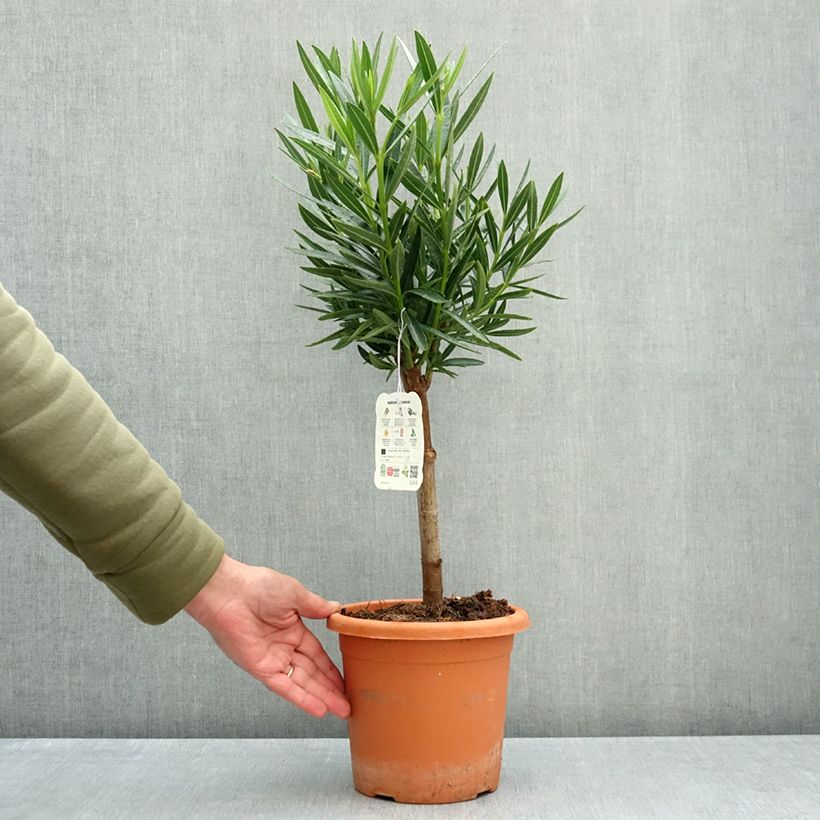 Nerium oleander Yellow 2L/3L pot, Quarter standard (rose) sample as delivered in autumn