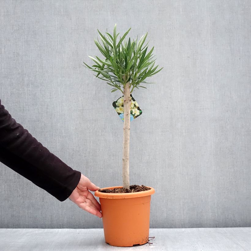 Nerium oleander Yellow 2L/3L pot sample as delivered in winter