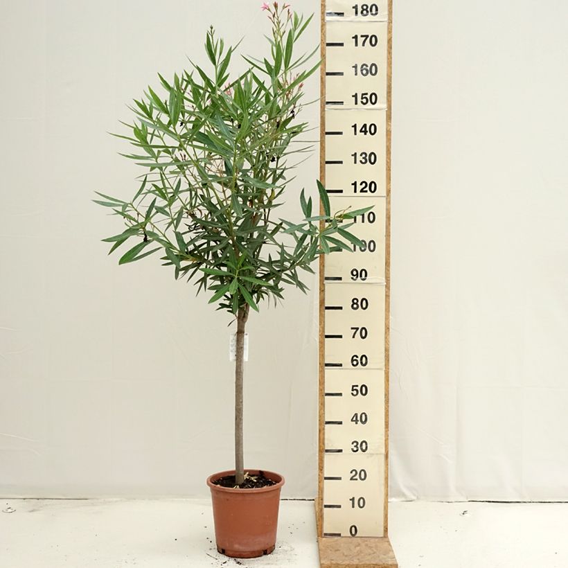 Nerium oleander - Rose Bay 7.5L/10L pot, Quarter standard sample as delivered in summer