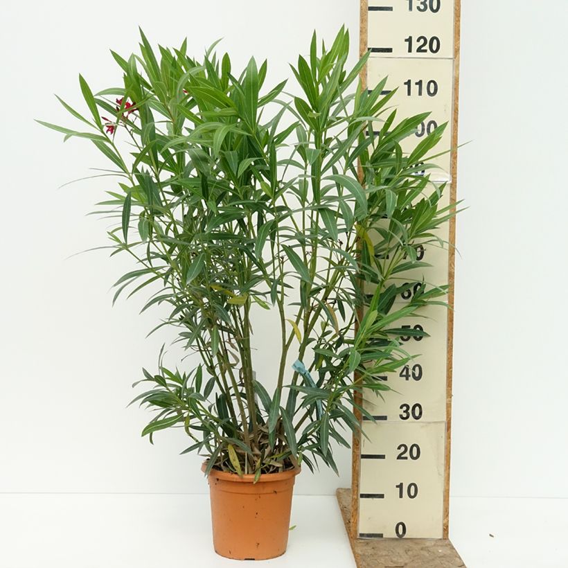 Rose Bay - Nerium oleander Red Single 6L/7L pot sample as delivered in summer