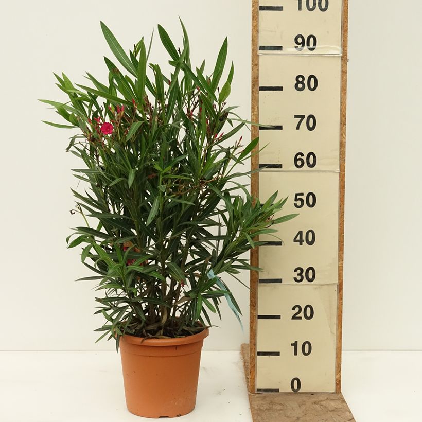 Rose Bay - Nerium oleander Red Single 6L/7L pot sample as delivered in spring