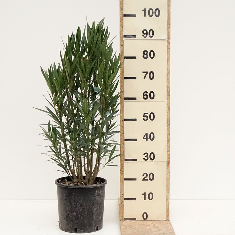 Rose Bay - Nerium oleander Red Single 6L/7L pot sample as delivered in winter