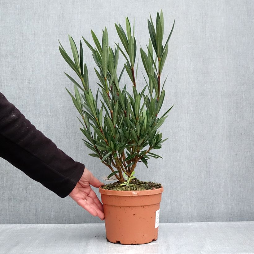 Nerium oleander Papa Gambetta 7.5L/10L pot sample as delivered in autumn