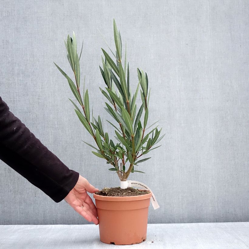 Nerium oleander Provence 3L/4L pot sample as delivered in winter