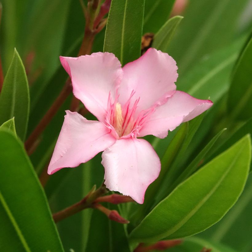 Nerium oleander Sealy Pink  (Flowering)