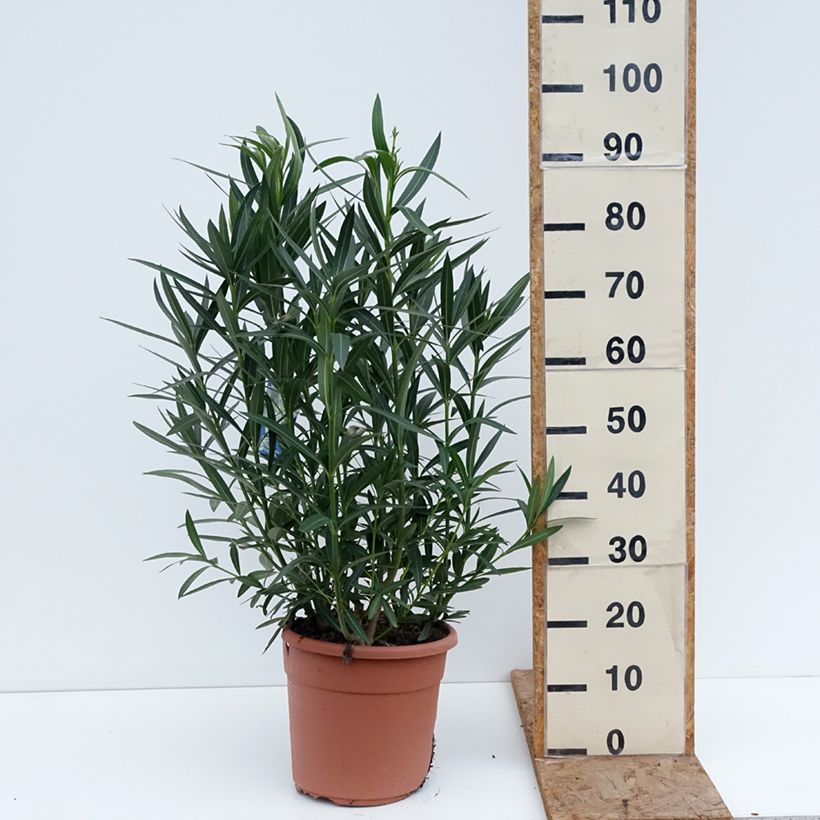 Nerium oleander Sister Agnes 7.5L/10L pot sample as delivered in winter