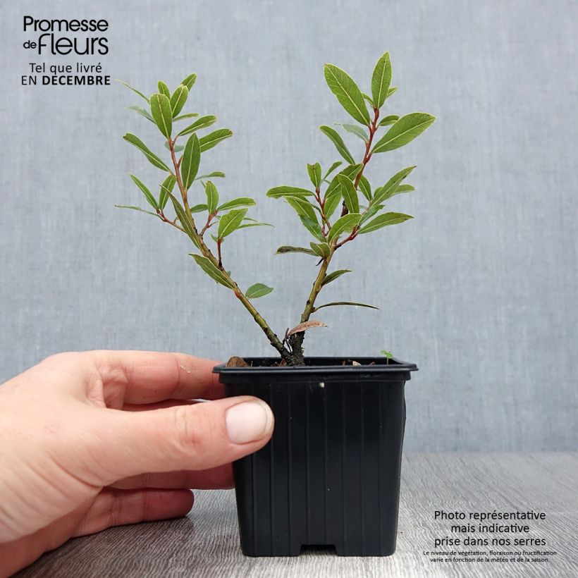 Laurus nobilis Little Laura - Bay Laurel 8/9 cm pot sample as delivered in winter