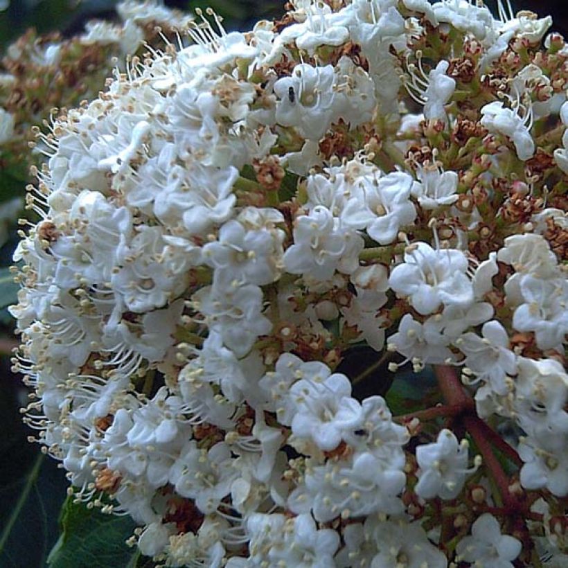 Viburnum tinus - Laurustinus (Foliage)