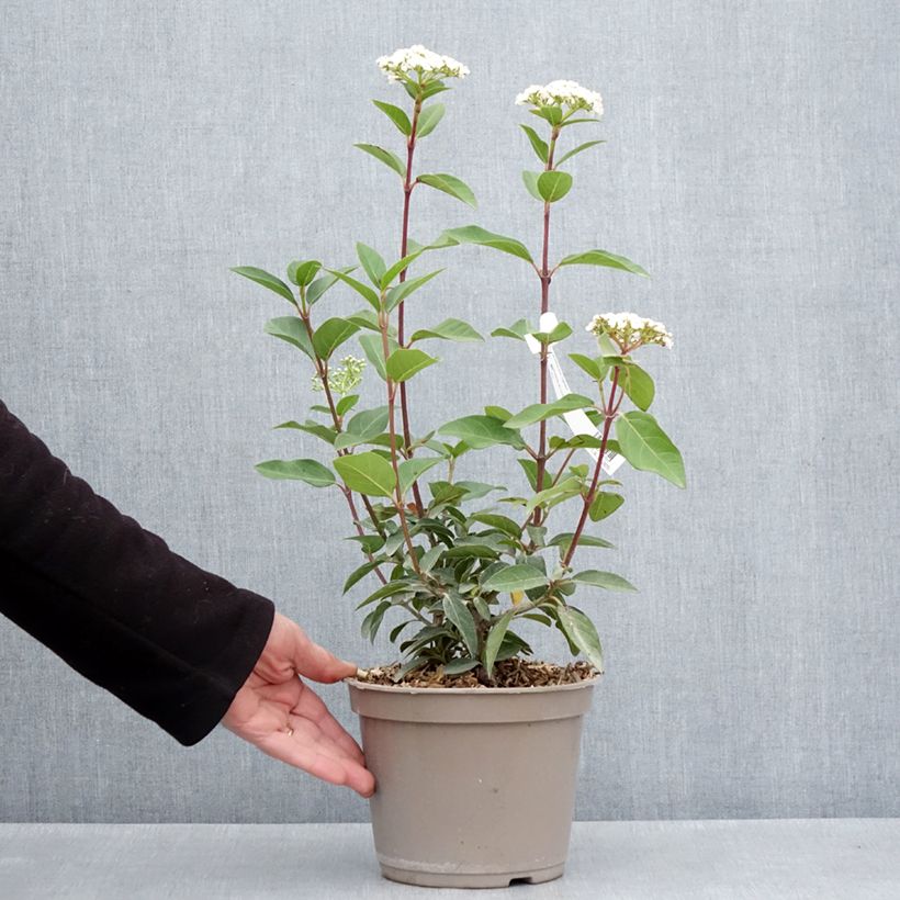 Viburnum tinus Giganteum 3L/4L pot sample as delivered in spring