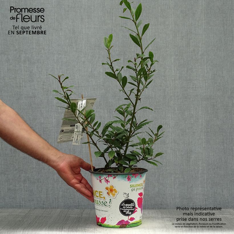 Laurus nobilis Little Ragu - Bay Laurel 4L/5L pot sample as delivered in autumn