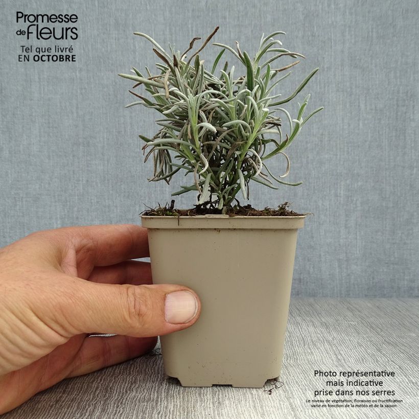 Lavandula angustifolia Silbermowe - True Lavender 8/9 cm pot sample as delivered in autumn