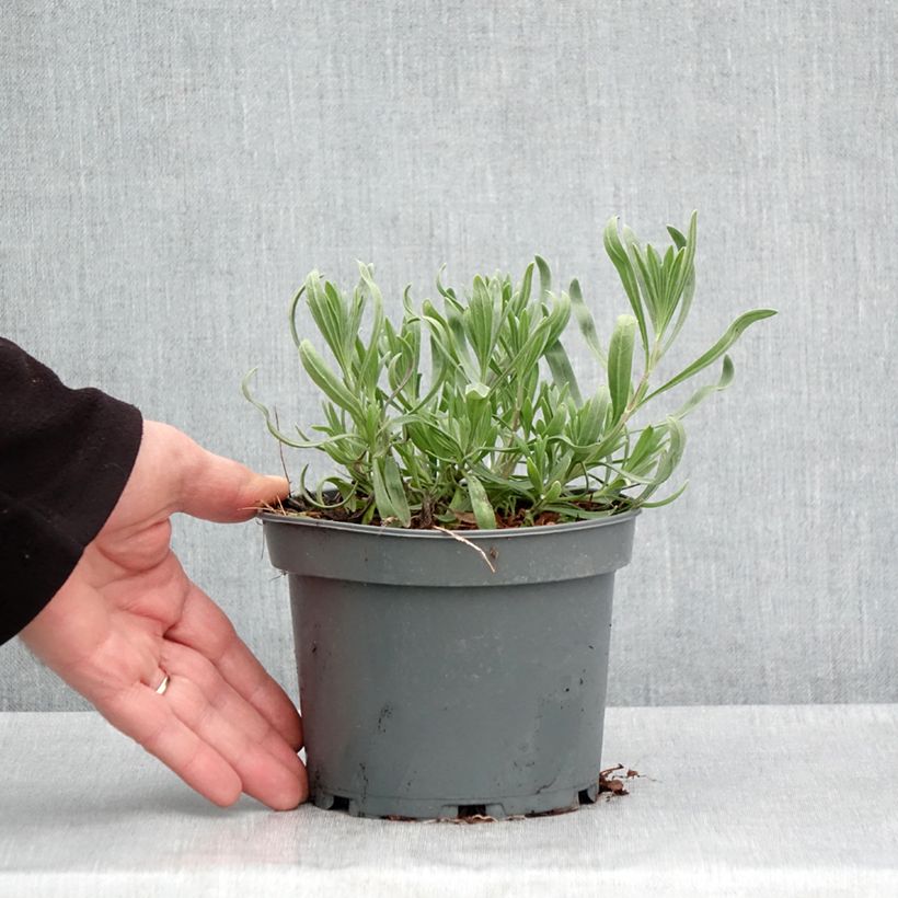 Lavandula latifolia - Spike Lavender 1.5L/2L pot sample as delivered in spring