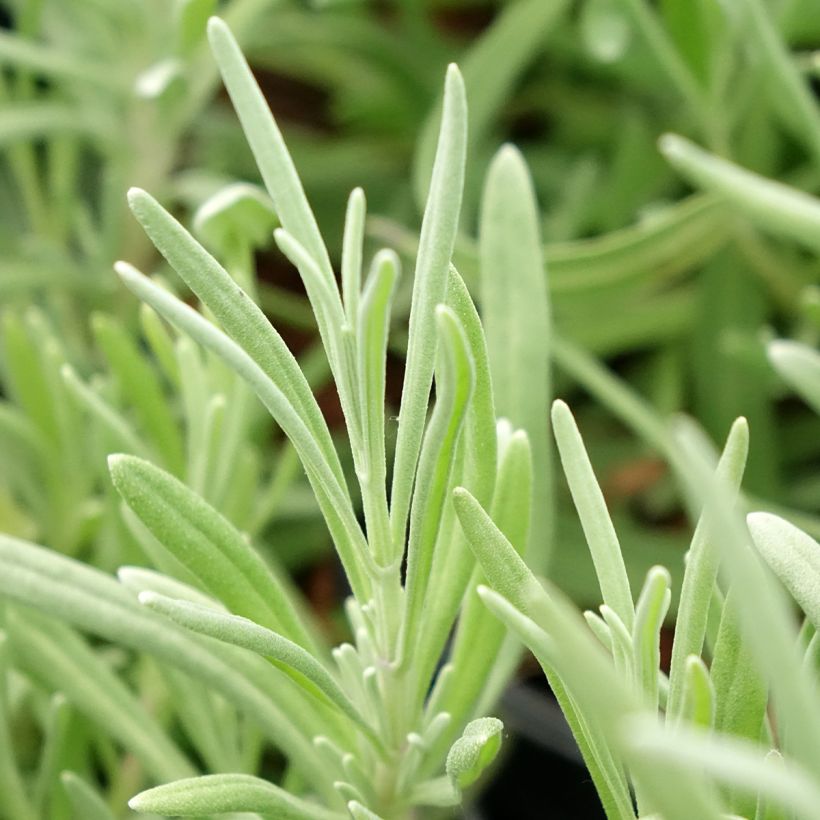 Lavandula latifolia - Spike Lavender (Foliage)