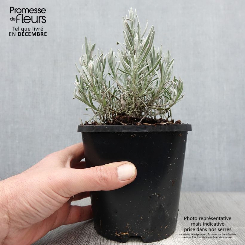 Lavandula intermedia Edelweiss - Lavandin 1.5L/2L pot sample as delivered in autumn