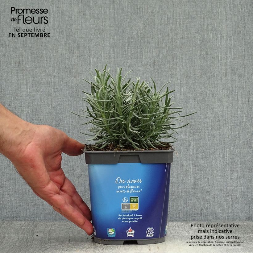 Lavandula intermedia Grosso - Lavandin 2L/3L pot sample as delivered in autumn