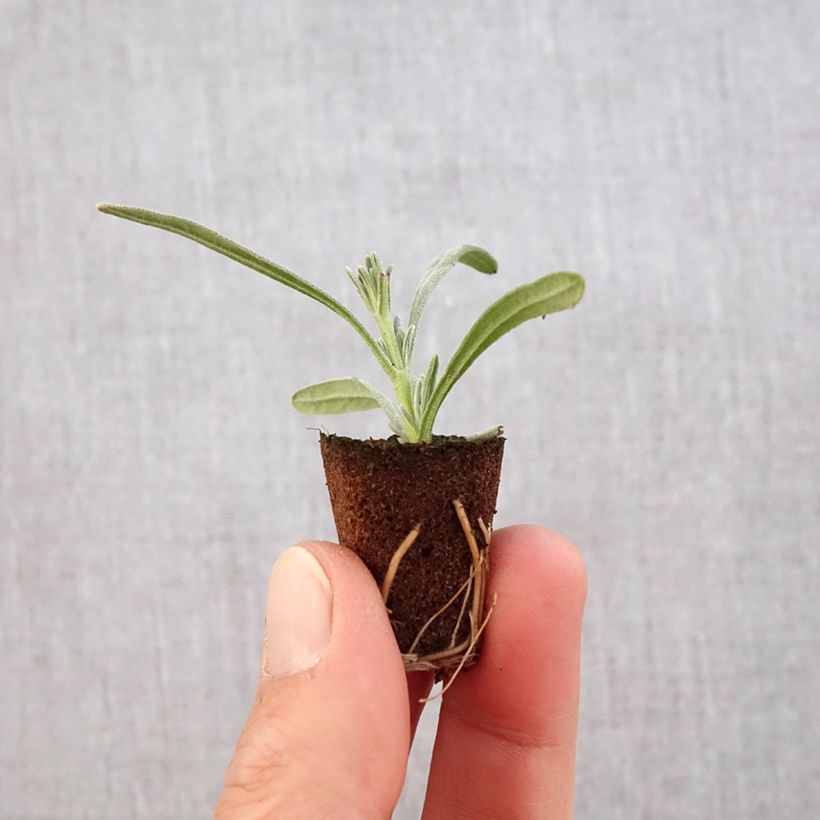Lavandula intermedia Edelweiss - Lavandin Plug plant 3/4cm sample as delivered in spring