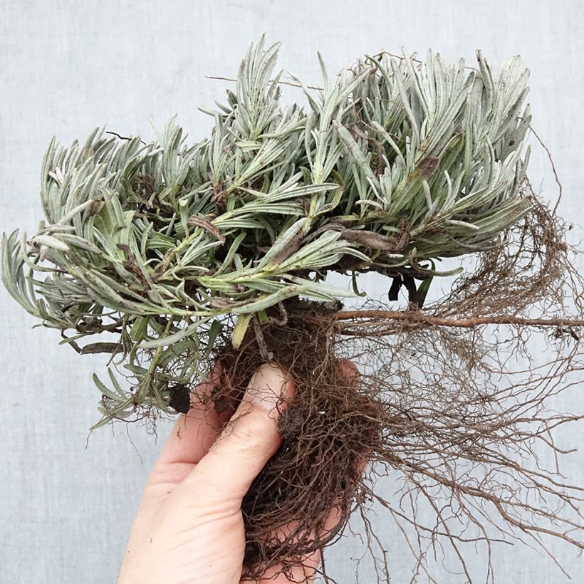 Lavandula intermedia Edelweiss - Lavandin Bare root sample as delivered in winter
