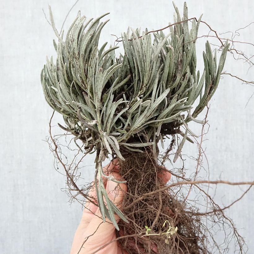Lavandula intermedia Phenomenal - Lavandin Bare root sample as delivered in winter