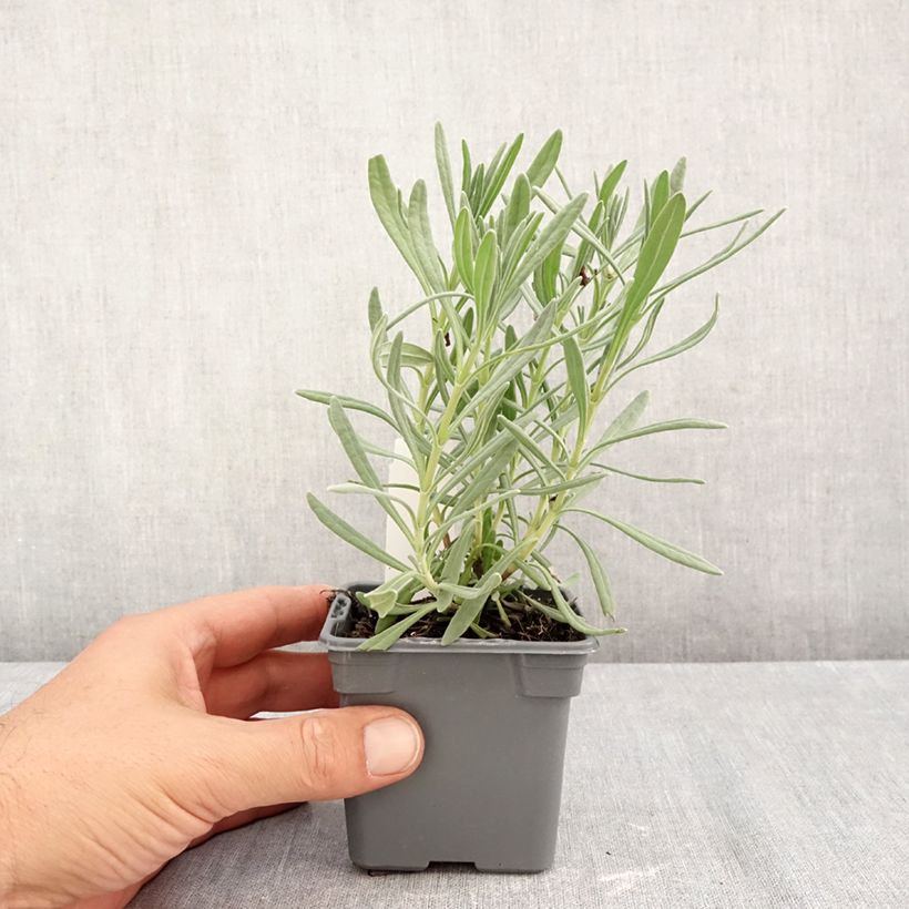 Lavandula intermedia Sensational 8/9 cm pot sample as delivered in autumn