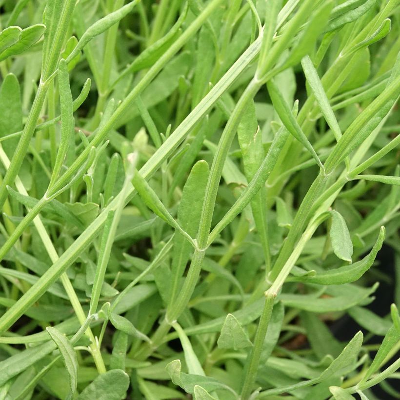 Lavandula intermedia Sensational (Foliage)