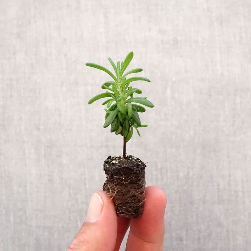 Lavandula stoechas Bandera Deep Purple - French Lavender Plug plant 1.5/2.5 cm sample as delivered in autumn