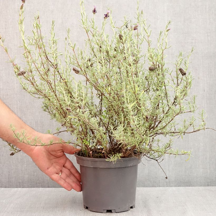 Lavande papillon Madrid Purple - Lavandula stoechas Pot de 3L/4L sample as delivered in autumn