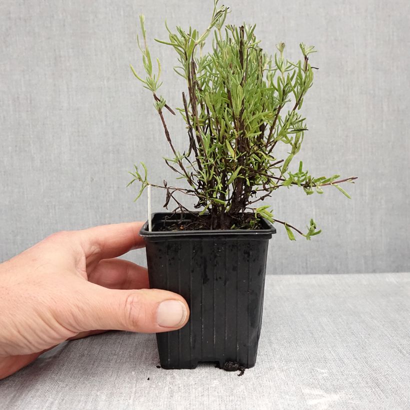 Lavandula stoechas The Princess - French Lavender 8/9 cm pot sample as delivered in autumn