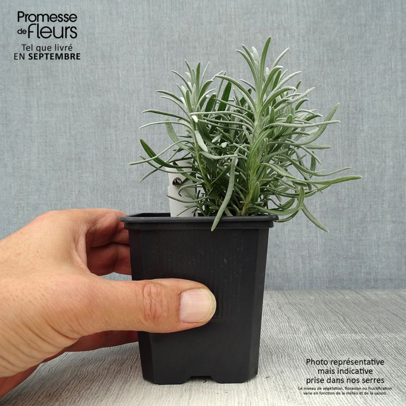 Lavandula intermedia Phenomenal - Lavandin 8/9 cm pot sample as delivered in autumn