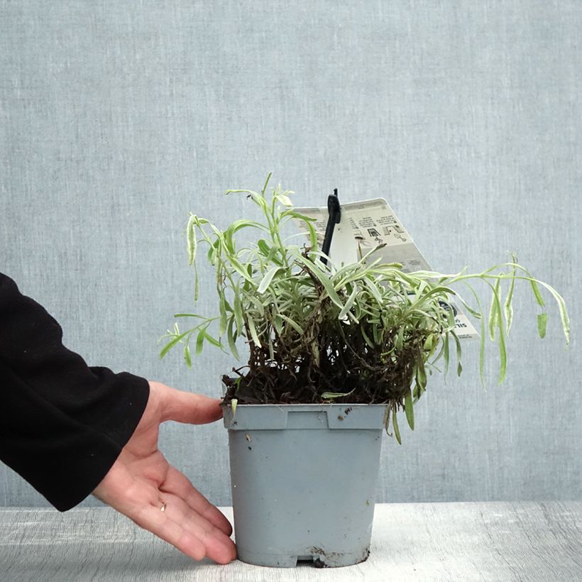 Lavandula intermedia Platinum Blonde - Lavandin 1.5L/2L pot sample as delivered in autumn