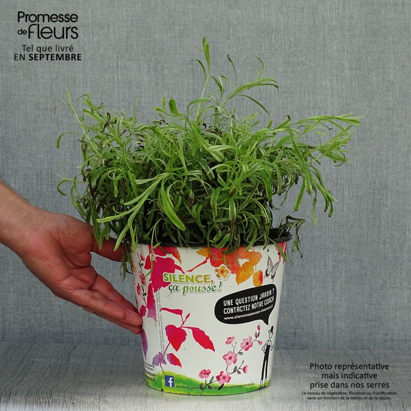 Lavandula intermedia Platinum Blonde - Lavandin 4L/5L pot sample as delivered in autumn