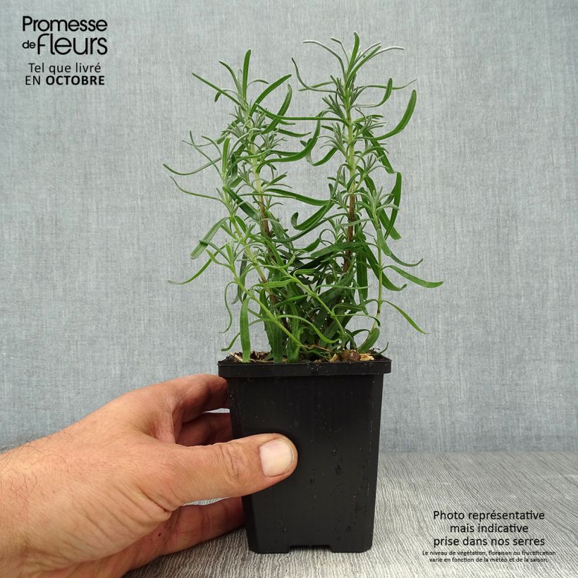 Lavandula x chaytorae Richard Gray - Hybrid Lavender 8/9 cm pot sample as delivered in autumn