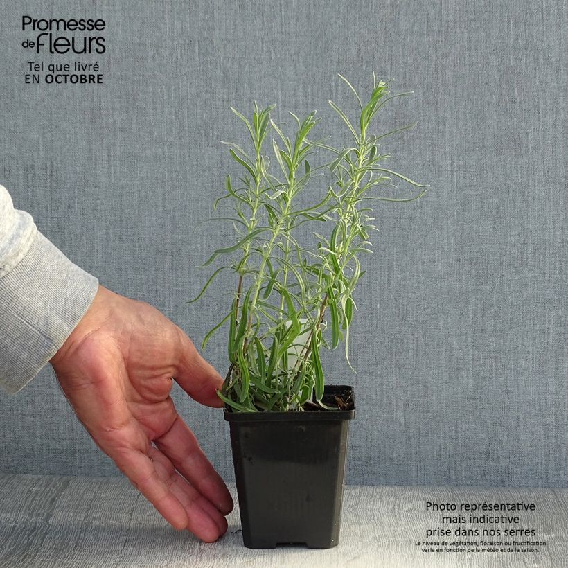 Lavandula angustifolia Dwarf Blue - True Lavender 8/9 cm pot sample as delivered in autumn
