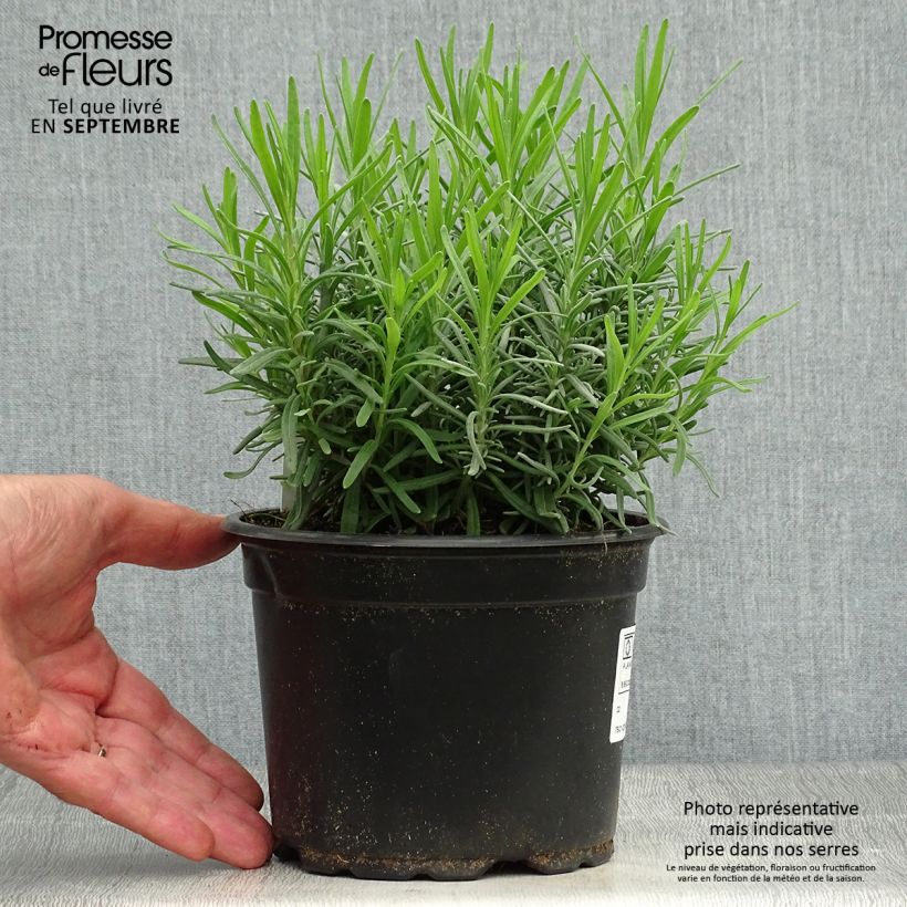 Lavandula angustifolia Dwarf Blue - True Lavender 2L/3L pot sample as delivered in autumn