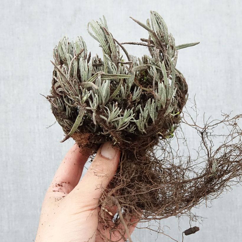 Lavandula angustifolia Dwarf Blue - True Lavender Bare root sample as delivered in winter