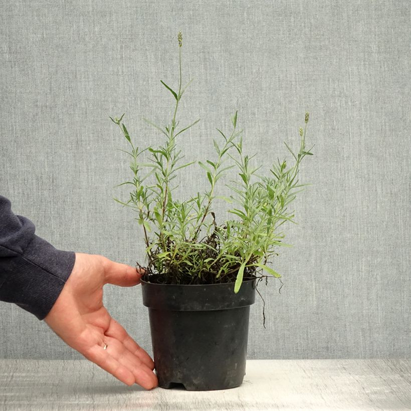 Lavandula angustifolia Hidcote - True Lavender 12cm pot sample as delivered in spring