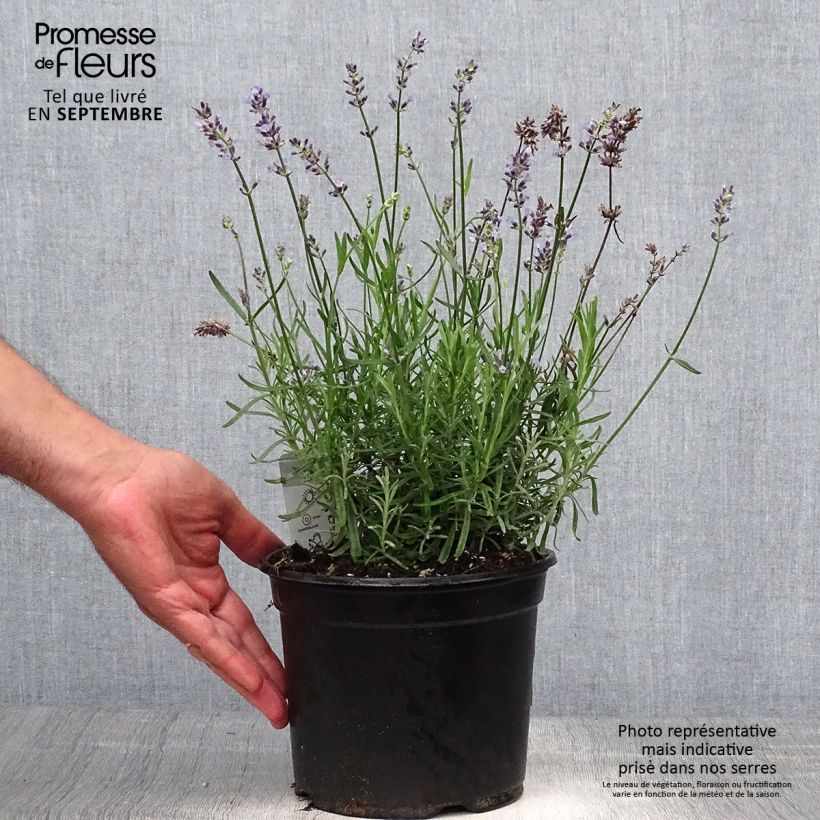 Lavandula angustifolia Hidcote - True Lavender 3L/4L pot sample as delivered in autumn