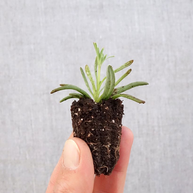 Lavandula angustifolia Hidcote - True Lavender Plug plant 3/4cm sample as delivered in spring