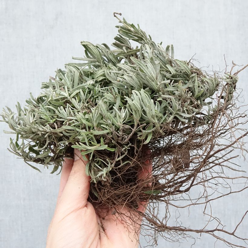 Lavandula angustifolia Hidcote - True Lavender Bare root sample as delivered in winter