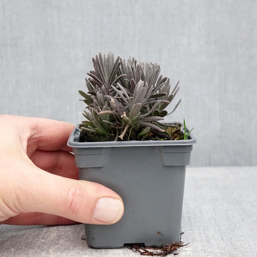 Lavandula angustifolia Loddon Pink 8/9 cm pot sample as delivered in winter