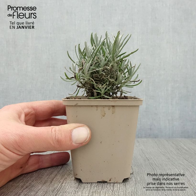 Lavandula angustifolia Siesta - True Lavender 8/9 cm pot sample as delivered in winter