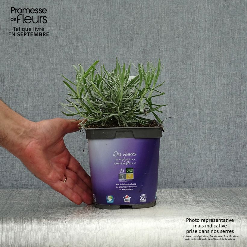 Lavandula intermedia Dutch Group - Lavandin 2L/3L pot sample as delivered in autumn