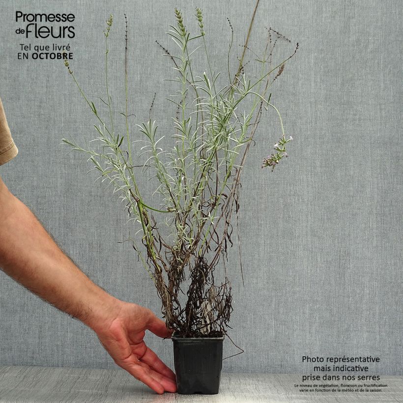 Lavandula intermedia Grappenhall - Lavandin 8/9 cm pot sample as delivered in autumn