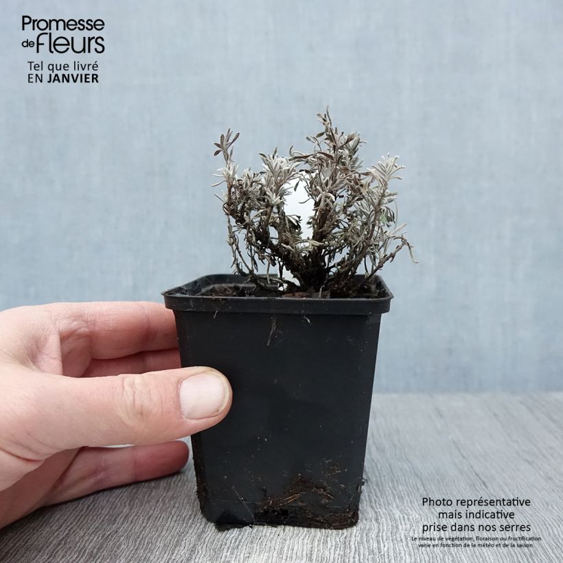 Lavandula angustifolia Essence Purple - True Lavender 8/9 cm pot sample as delivered in winter